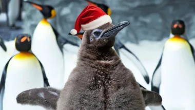 Penguin wearing Santa hat