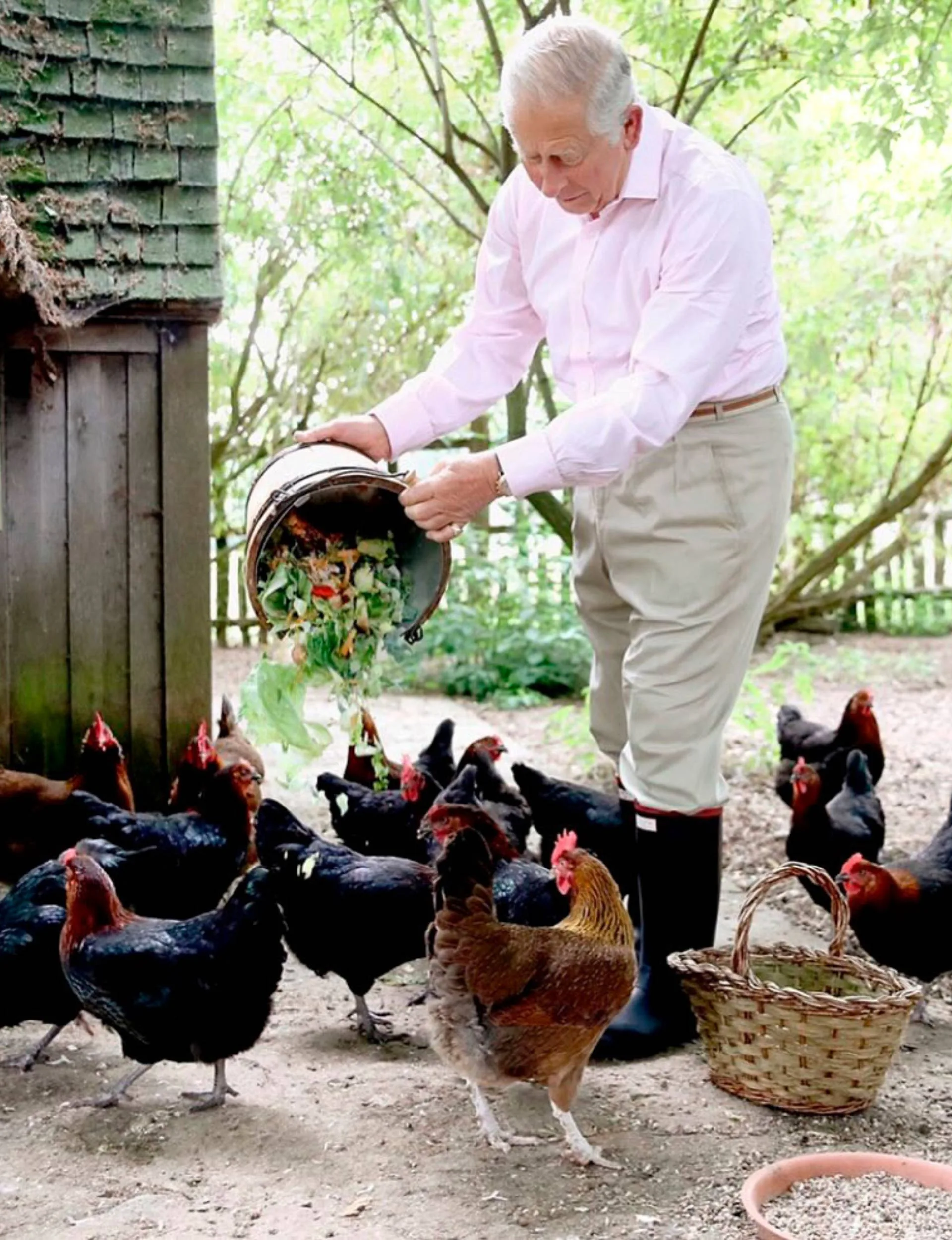 King Charles pouring food scraps into a chicken coup