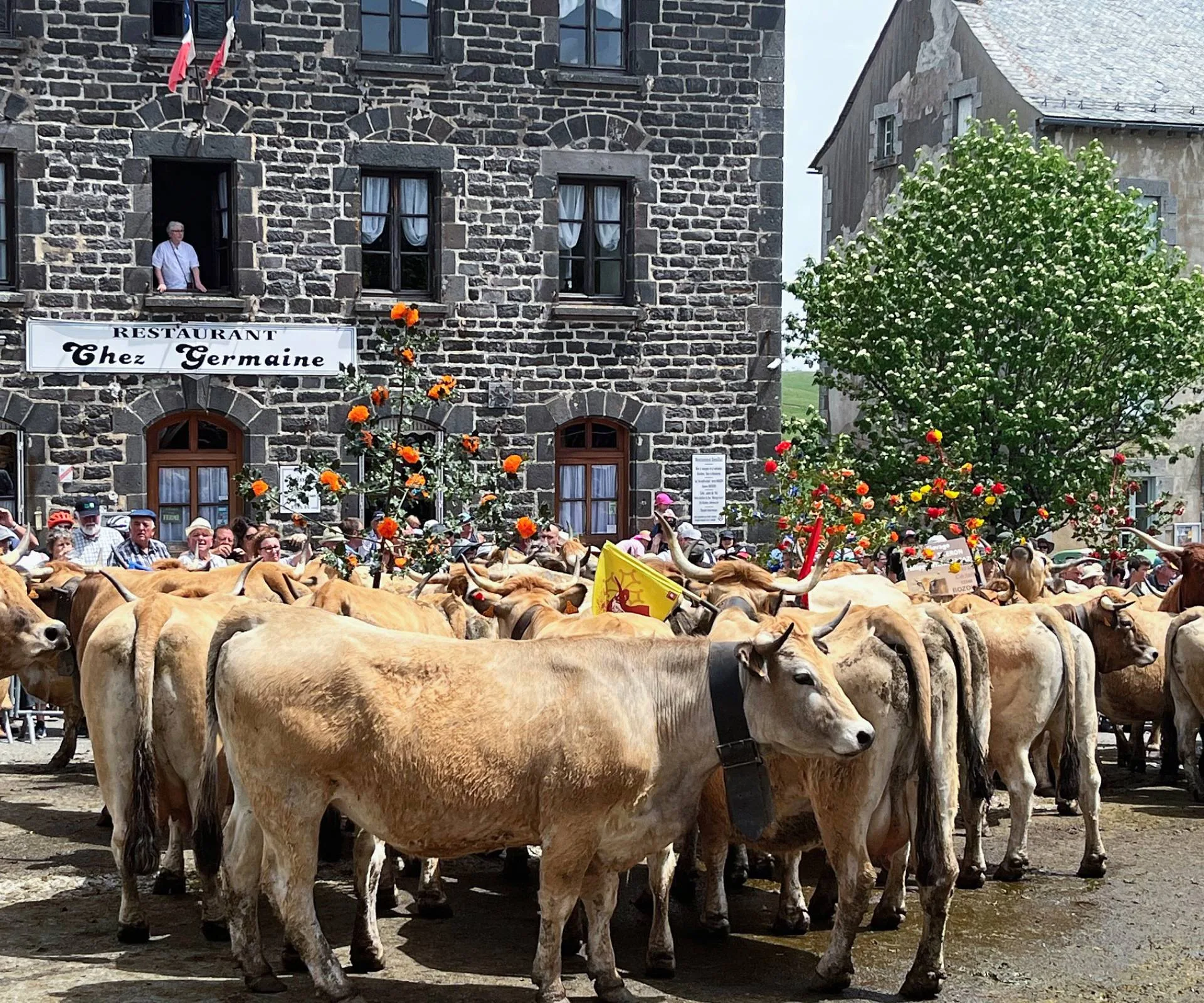Cows in a French street