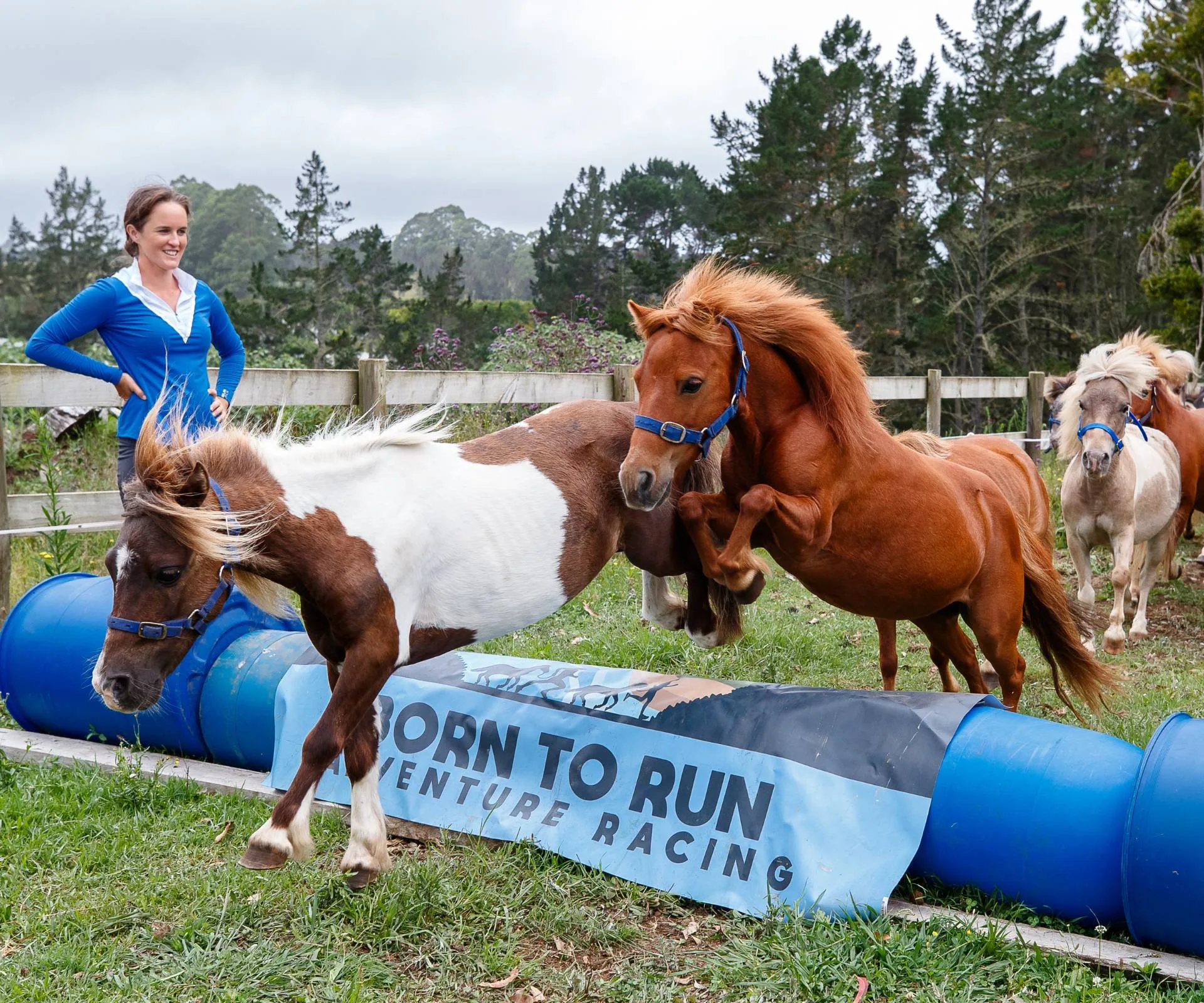 Chloe Phillips-Harris training miniature ponies