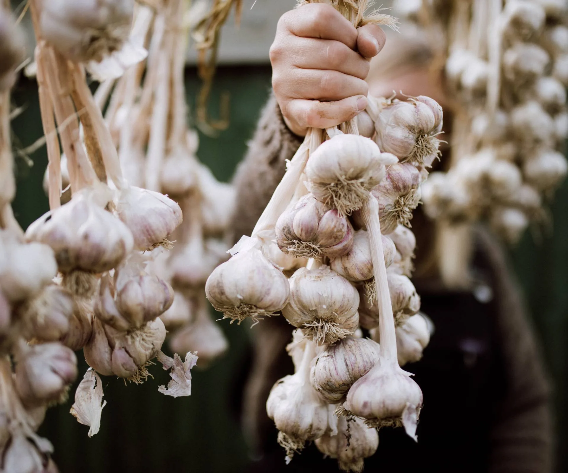 Hanging bulbs of garlic