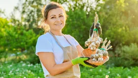 A woman harvesting her garlic