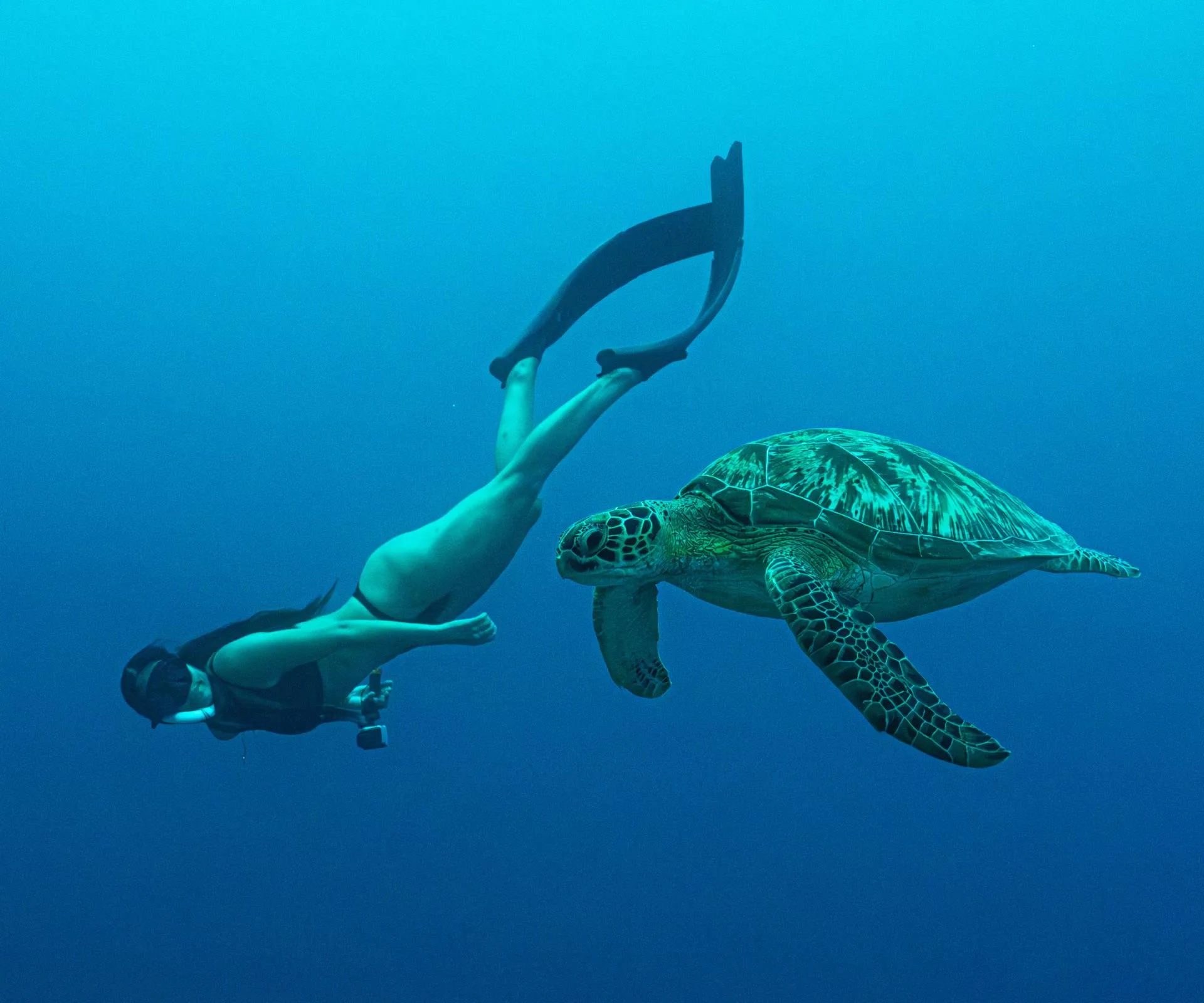 Benedicta Meredith swimming with a turtle