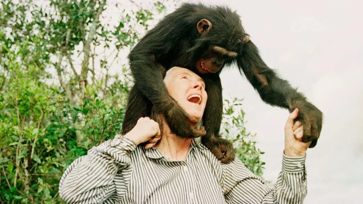 Remembering Jane Goodall and her dedication to making the world a better place