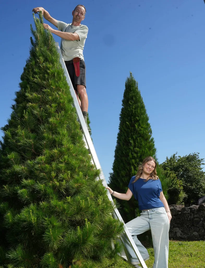 Francesca & dad on ladder showing Christmas tree