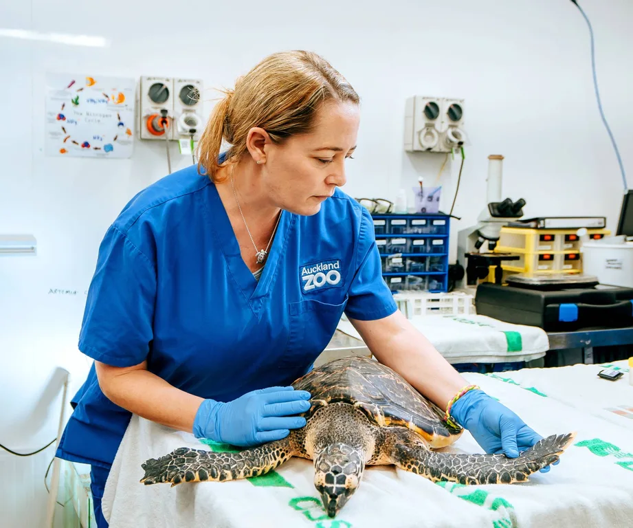 Zoo nurse Celine's inspiring work saving sea turtles | Now to Love ...
