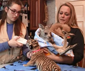 Dades City Wild Things 