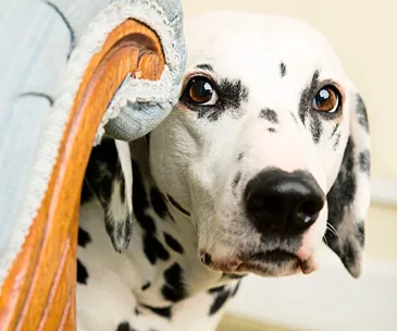 Fighting your pet’s fear