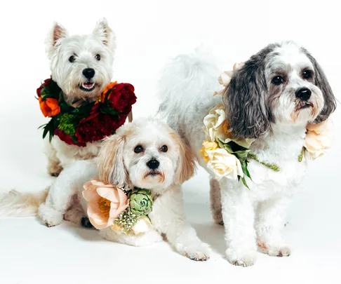 NZ Flowers Week 2016