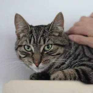 5 cats who need a forever home