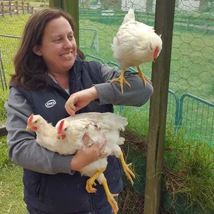 5 roosters who need a forever home