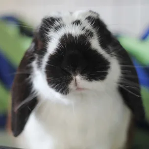 SPCA rabbit