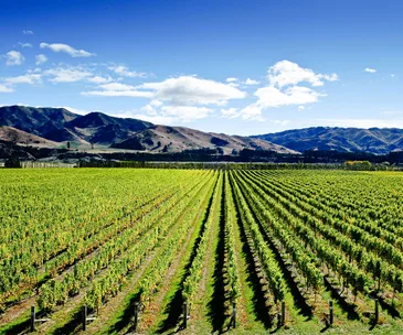 5 reasons to love Marlborough