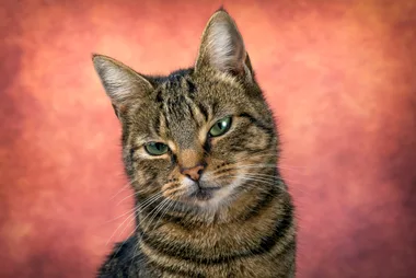 Good news for those who talk to their pets