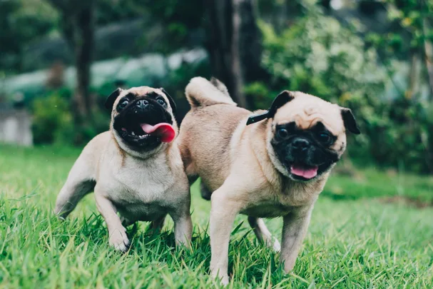 Pugs