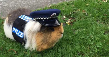 Constable Elliot
