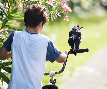 How a magpie helped to heal a family