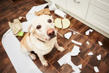 Dogs go through a stroppy teenage phase too