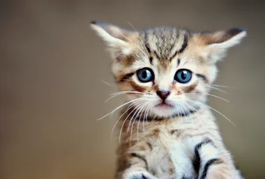 The meditation video that uses cute kittens to help calm you
