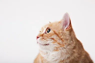 One in four Kiwi cats is now obese or overweight