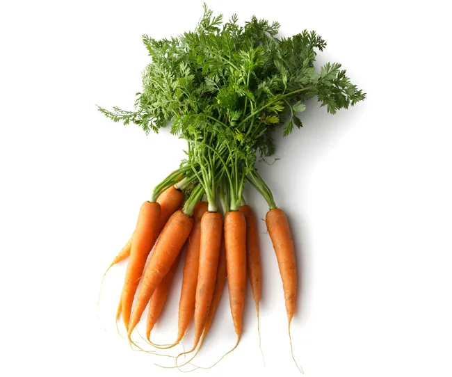 A bunch of fresh orange carrots with green tops on a white background.