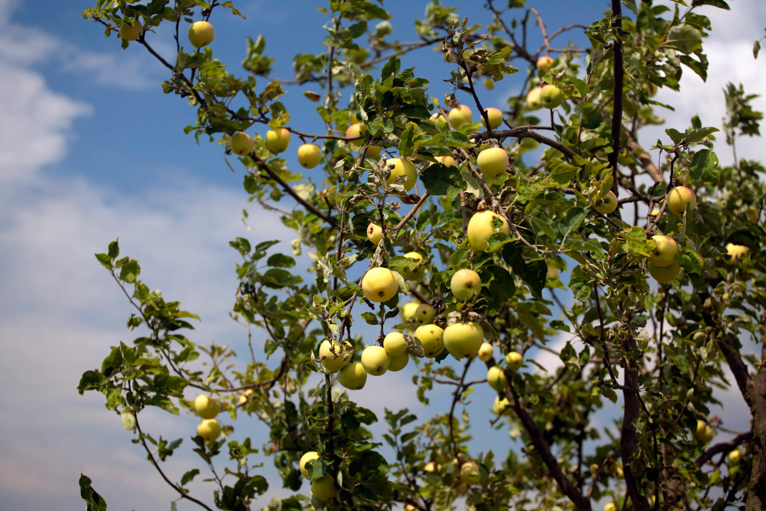 The people and practices behind skincare brand Linden Leaves