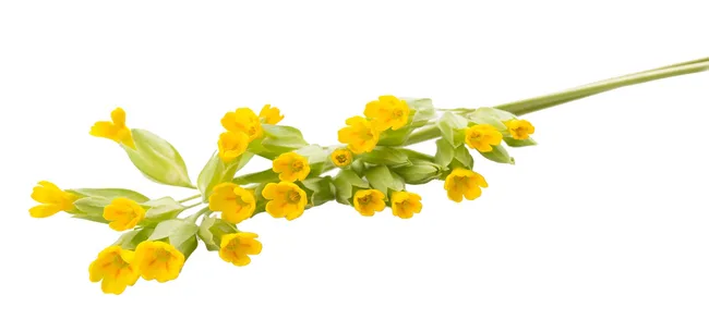Yellow cowslip flowers with green leaves on a white background.