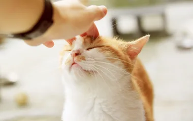 World’s first cat café train