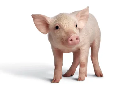 Why you should go vegetarian for a month
