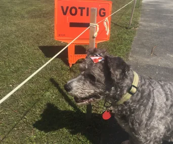 Dogs at polling stations