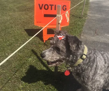 Dogs at polling stations