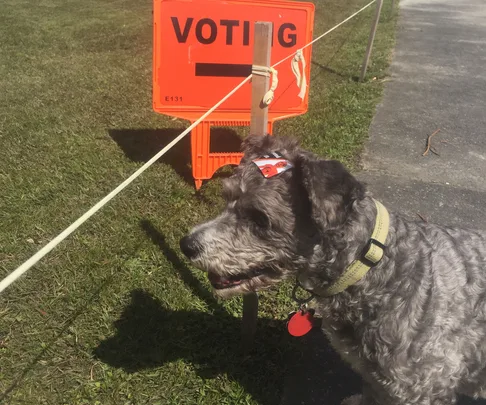 Dogs at polling stations