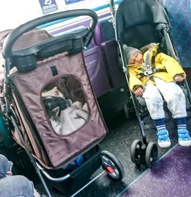 Mum and child forced to stand in bus because CAT in pram had the pram space
