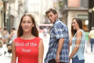Bird of the Year has gotten out of hand