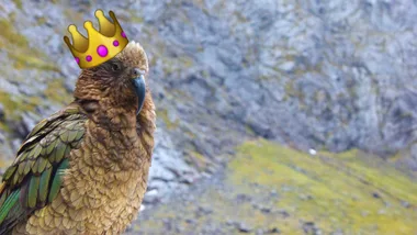 The Kea wins Bird of the Year 2017