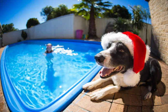 A dog wearing a Santa hat lies by a pool, with a person swimming in the background on a sunny day.