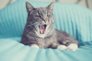 Who knew that cats love playing for their food?