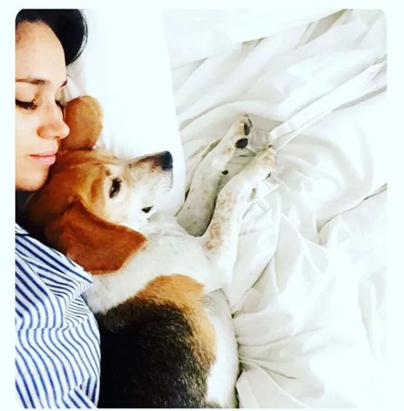 Meghan Markle is moving her dogs to London in yet another sign of a royal engagement