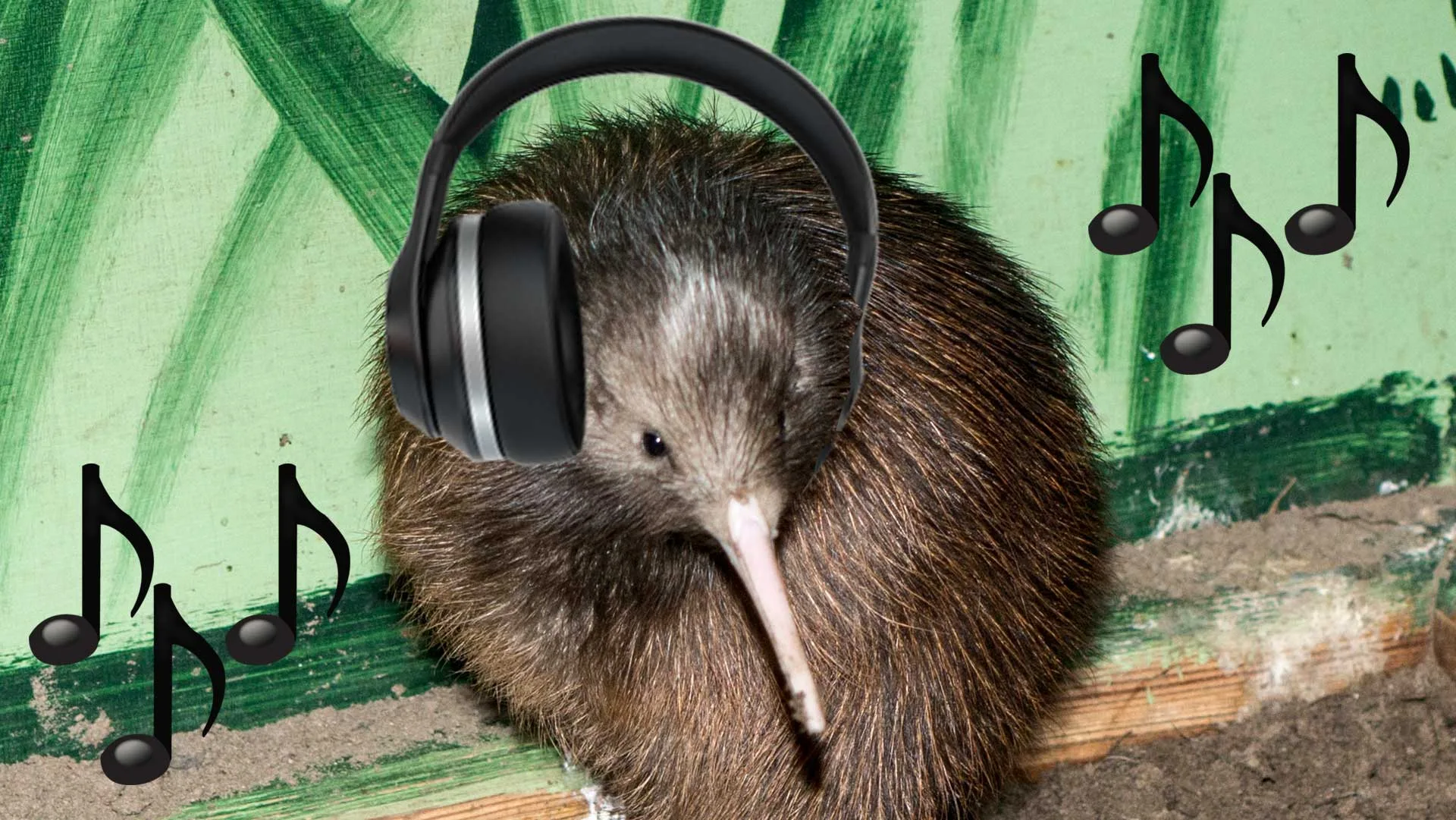 New Zealand’s 2017 music streaming habits revealed