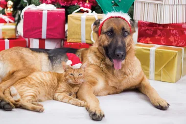 SPCA pets won’t miss out on presents this Christmas