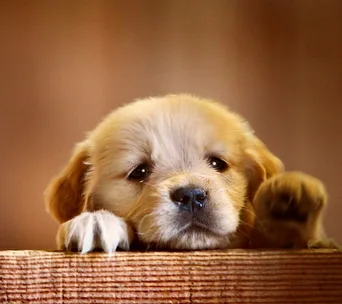 How to take care of a puppy after you bring them home
