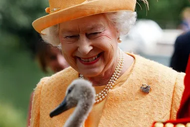Will an outbreak of bird flu at Windsor Castle affect the Royal Wedding?