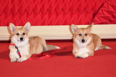 ‘The Crown’ is responsible for renewed popularity of the corgi