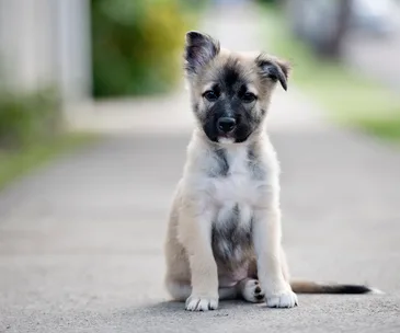 The five things you must do when training a puppy