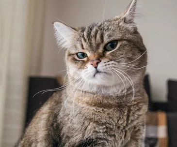 Five ways to read your cat like a furry book