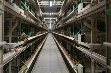 All supermarkets to ban cage eggs