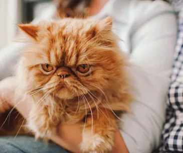What is my cat trying to tell me?