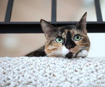 How to take the perfect photo of your cat