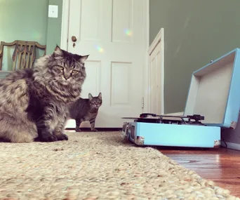 Scientists discover what kind of music cats like listening to