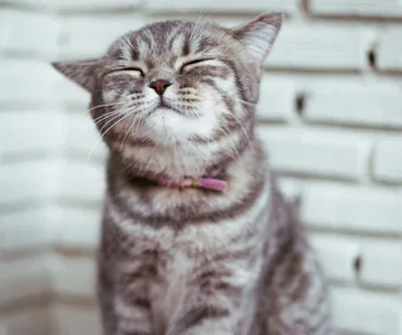 The 5 secrets to a happy cat